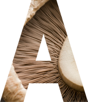Health benefits of Australian mushrooms 